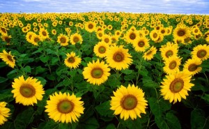 sunflowers-helianthus-annuus_w725_h449